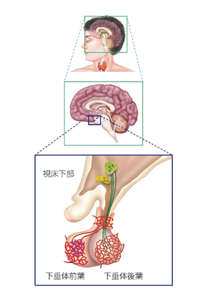 間脳下垂体とは - 間脳下垂体機能障害に関する調査研究 | 厚生労働科学